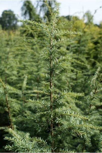 Тсуга західна Глаука фото